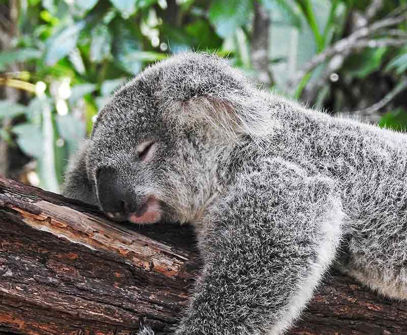 destination-autralia-single1 o